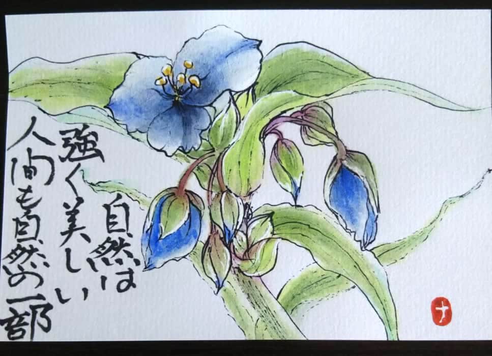 露草