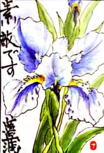 菖蒲