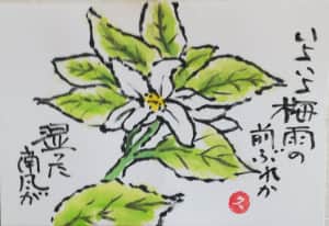 真っ白なミカンの花