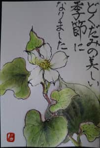 ドクダミ