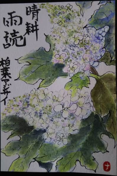柏葉紫陽花