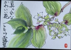 常磐露草