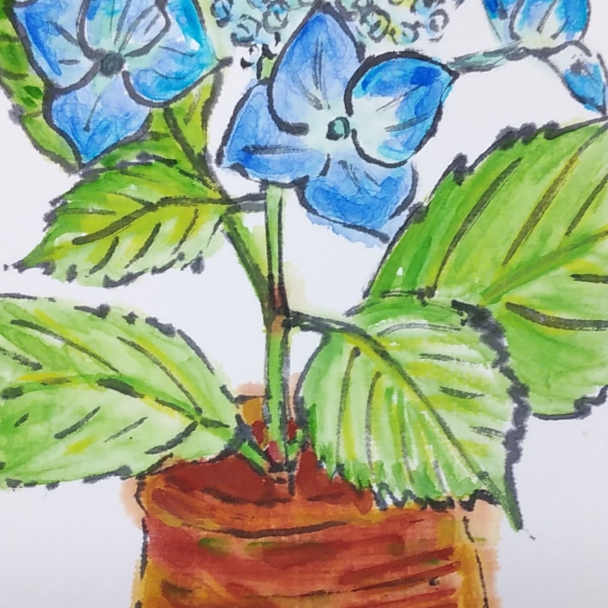 紫陽花は毎年、変わりなく咲くのに。