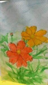 黄色のコスモス