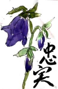 忠実 ホタルブクロの花言葉の絵手紙