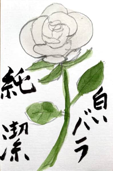 純潔 白いバラの花言葉の絵手紙