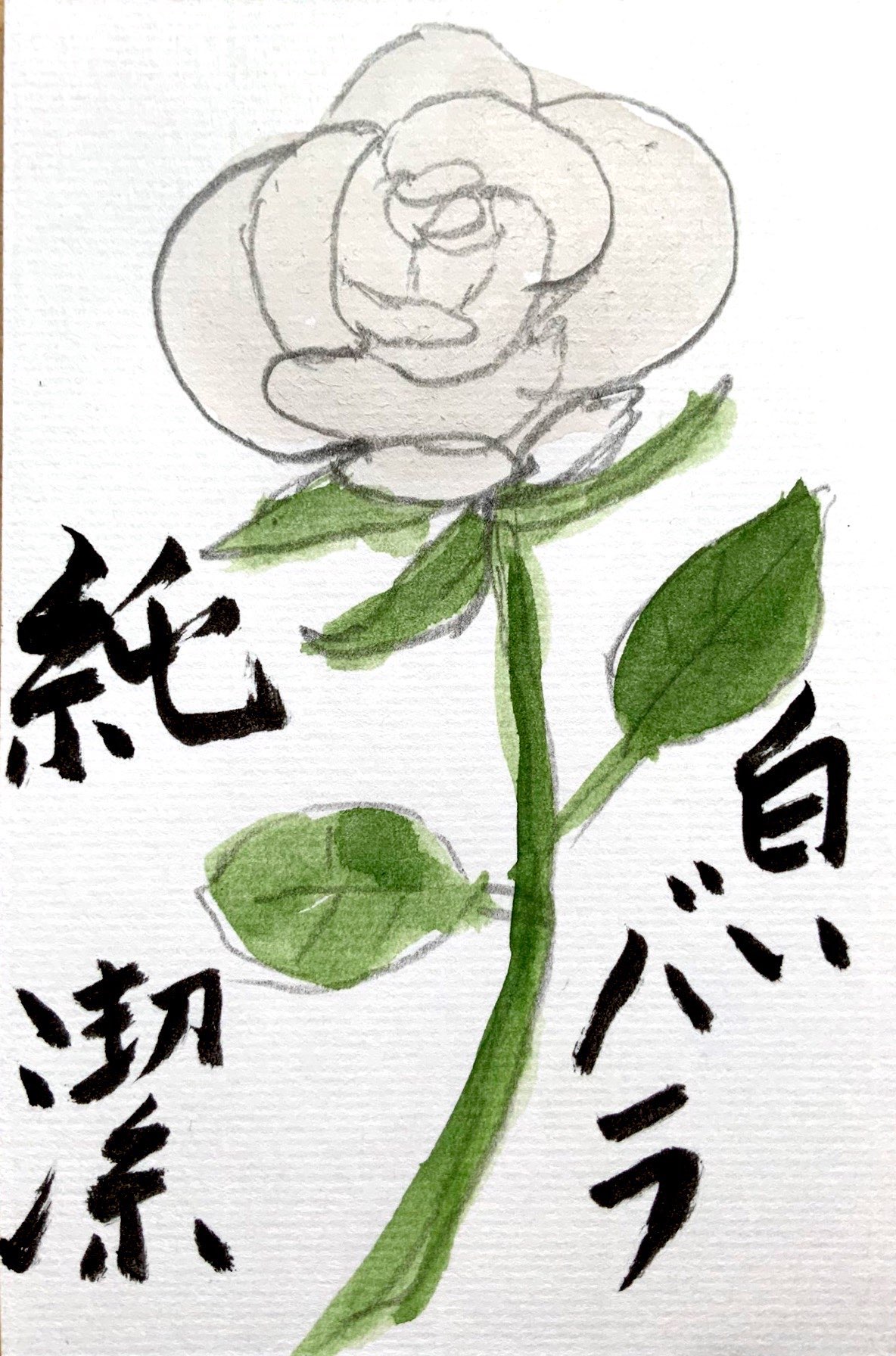 純潔 白いバラの花言葉の絵手紙 絵手紙 交流ひろば てがみ倶楽部