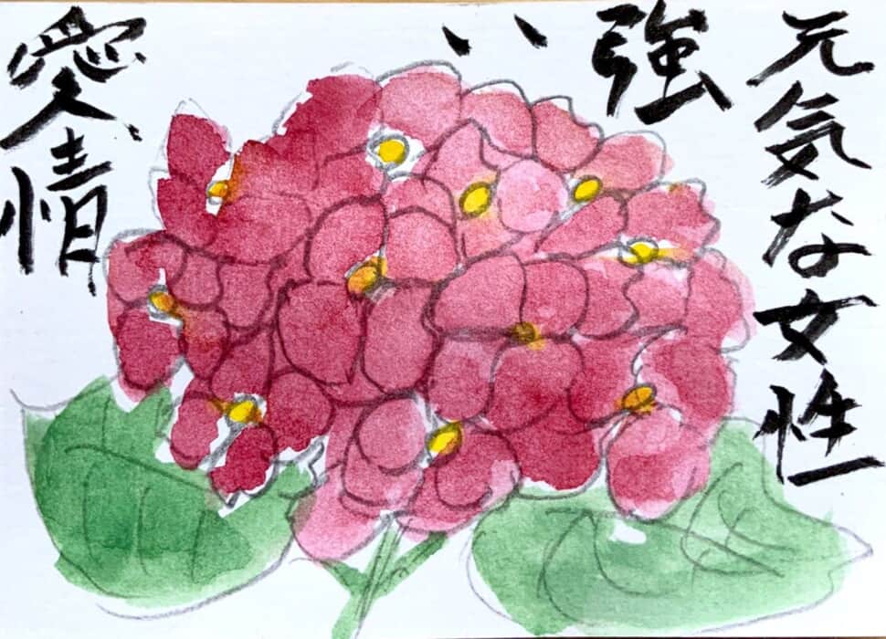 元気な女性 強い愛情 〜赤い紫陽花の花言葉絵手紙〜