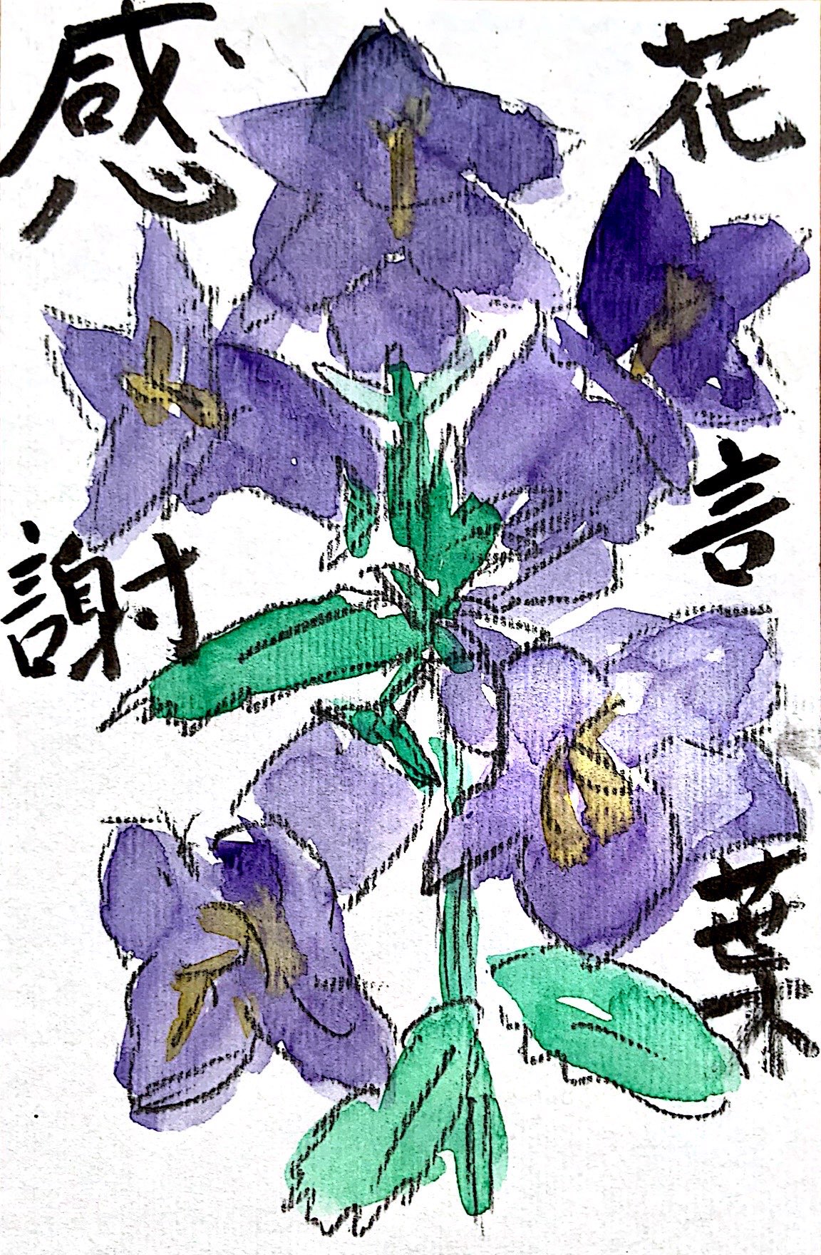 花言葉 感謝 〜カンパニュラの花〜