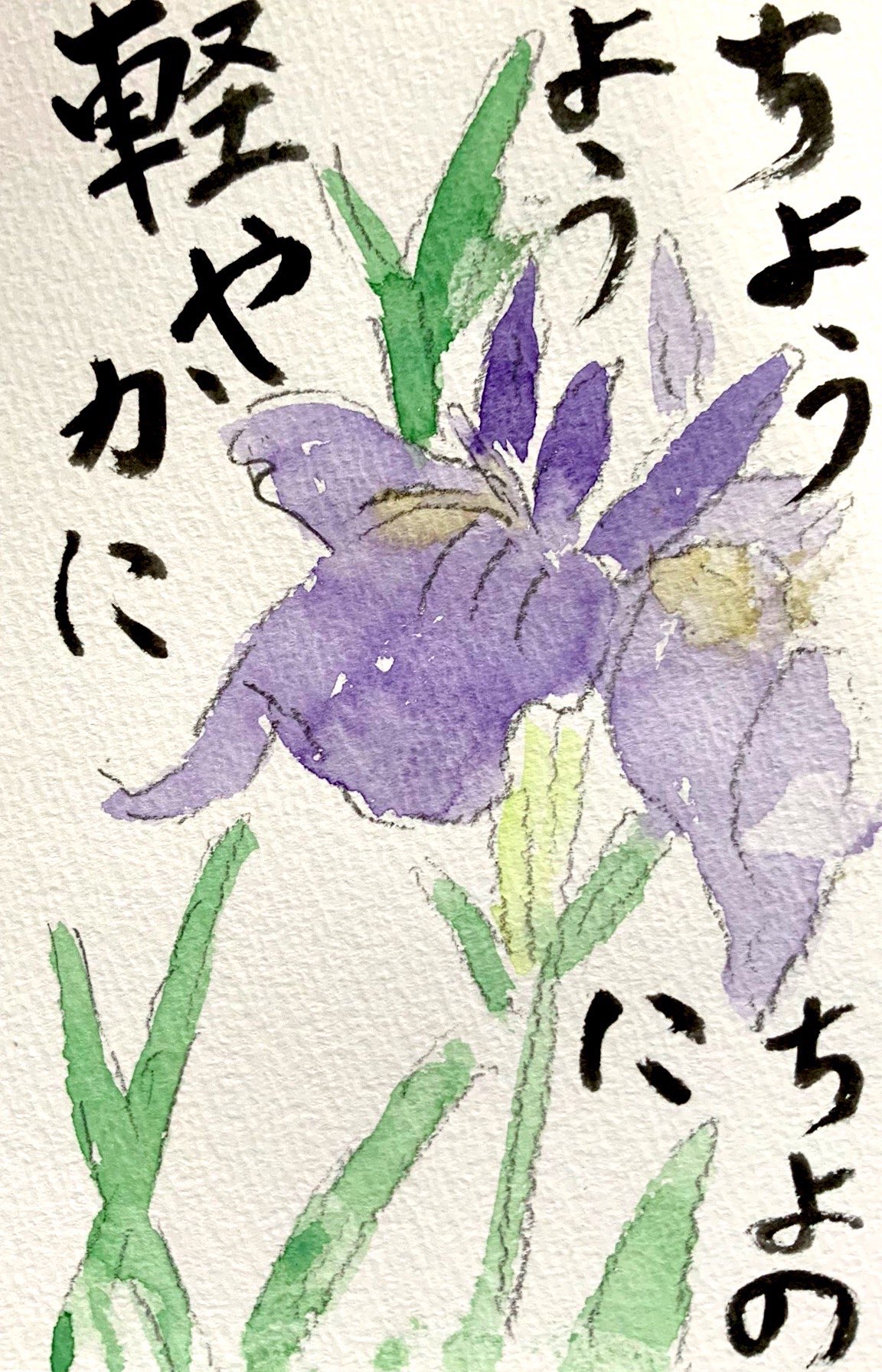 ちょうちょのように軽やかに 梅雨のアヤメの花の絵手紙