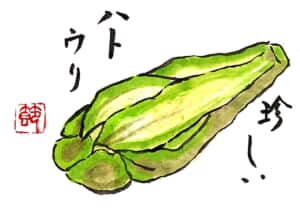 珍しいハヤトウリ