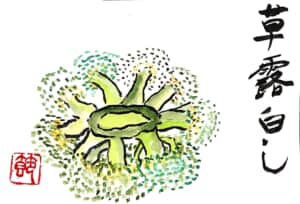 草露白し 〜ブロッコリーの絵手紙〜