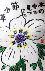 節分草