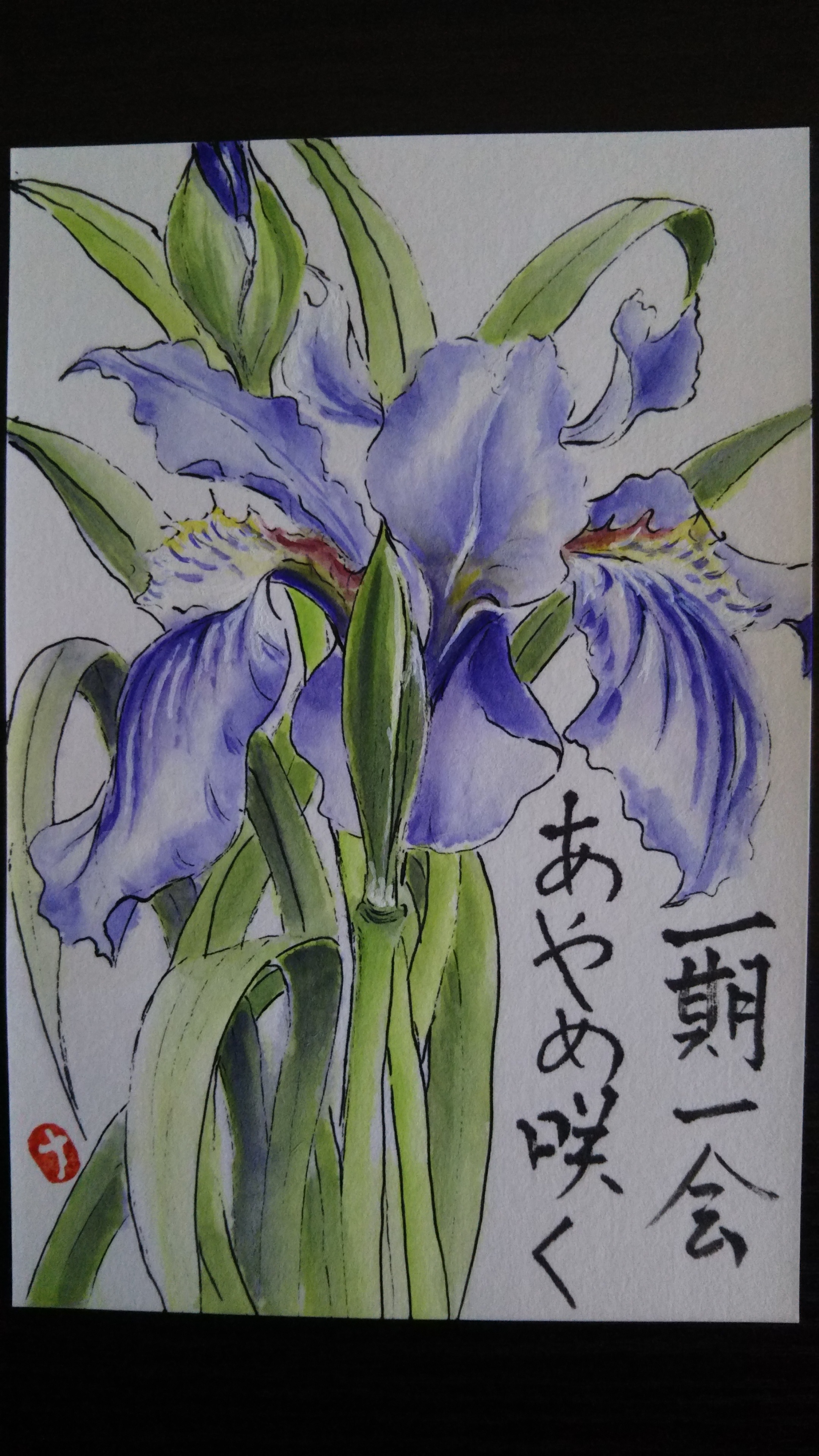 菖蒲