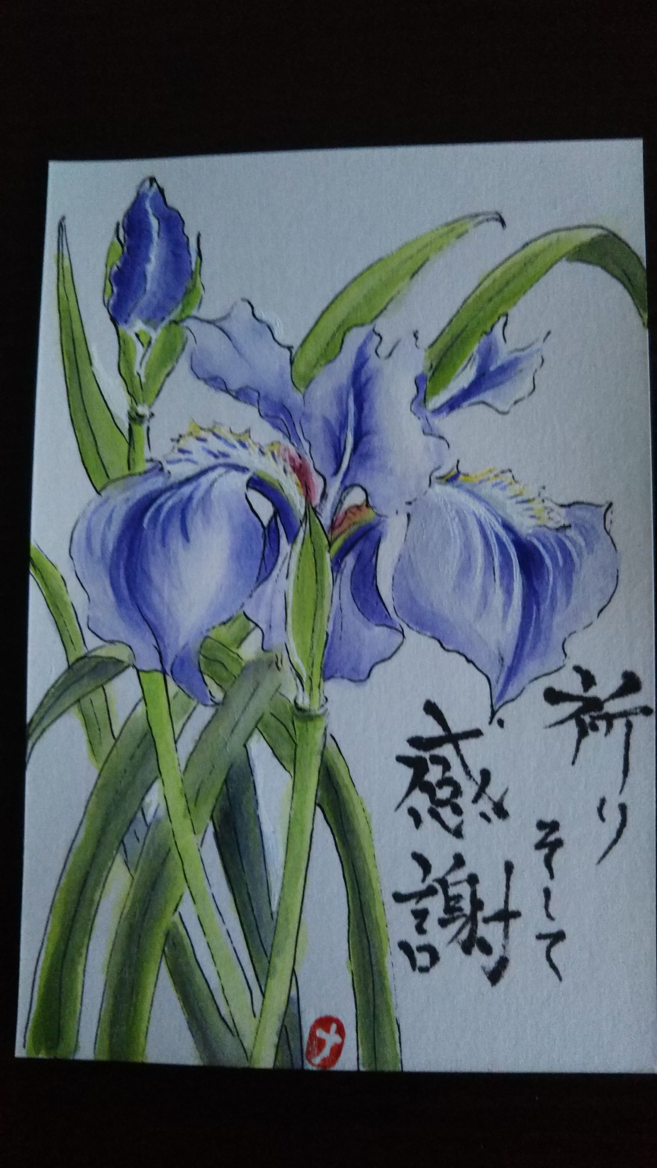 菖蒲