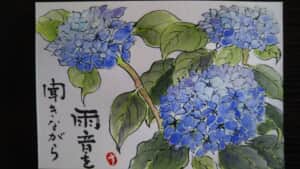 紫陽花
