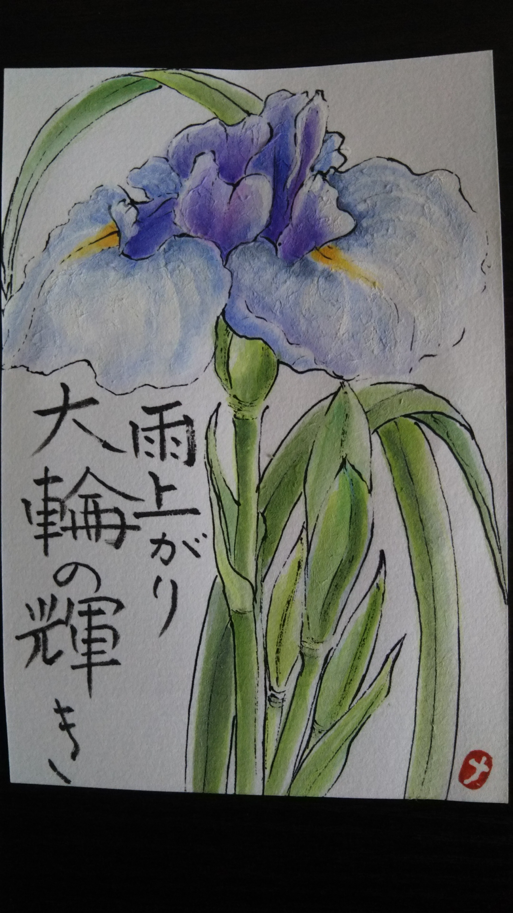 花菖蒲