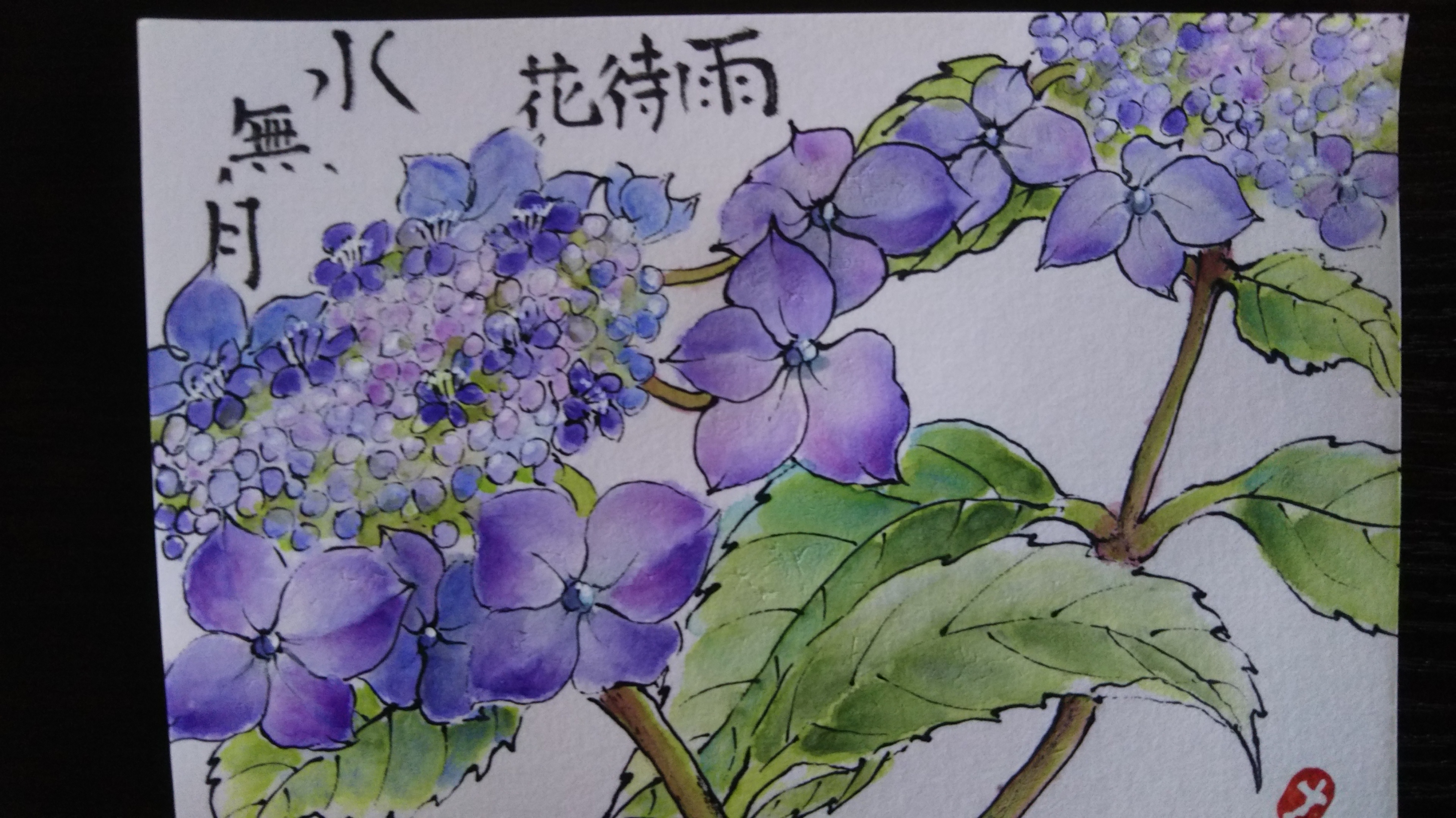 額紫陽花