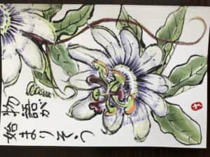 トケイソウ
