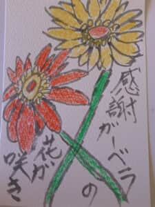 感謝ガーベラの花咲き