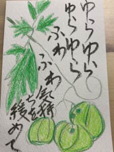 ゆらゆらふわふわ気持ちを緩めて 〜フウセンカズラの絵手紙〜