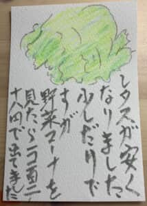 レタスが安くなりました