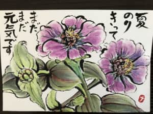 百日草