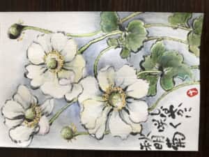 秋明菊