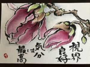 木蓮