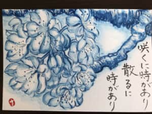 春めき桜