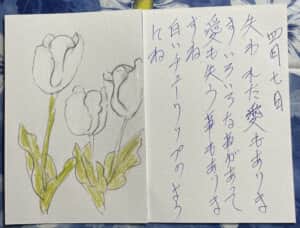 白いチューリップ