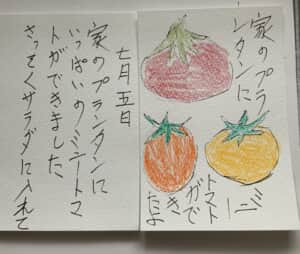 家のプランタンにミニトマトができたよ 家のプランターにいっぱいミニトマトができましたさっそくサラダに