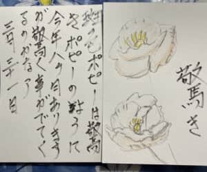 驚き 斑色ポピーは驚きポピーのように