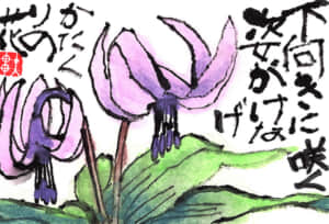 下向きに咲く姿がけなげ　カタクリの花