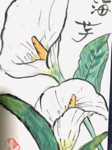 海芋