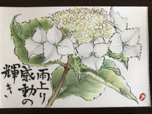 額紫陽花