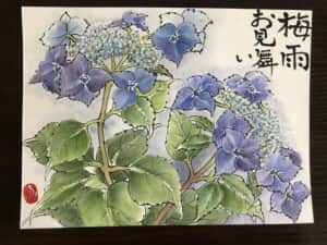 額紫陽花