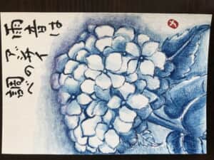 紫陽花