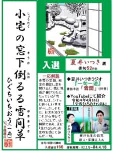 雪間草