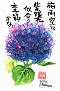 紫陽花