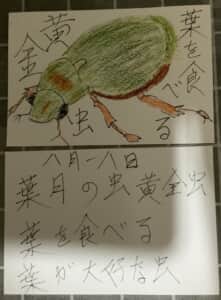 葉を食べる黄金虫 葉月の虫 黄金虫 葉を食べる 葉が大好き