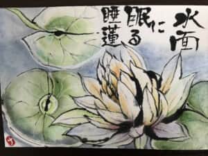 睡蓮