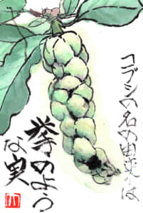 コブシの名の由来は拳（こぶし）のような実