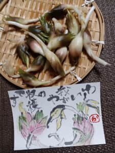 裏庭で採れた茗荷