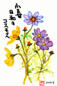 小春日和のコスモス