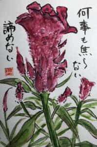 鶏頭の花
