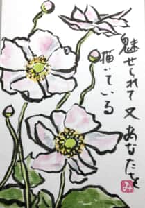 秋明菊