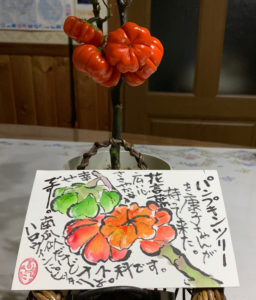 カボチャ似だけどナス科だよ
