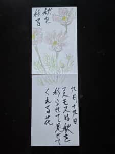 秋を彩る コスモスは秋を彩らせて見せてくれる花