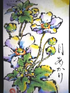 秋明菊